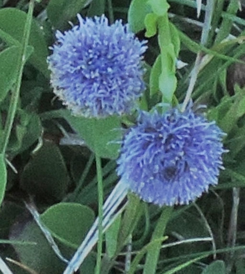 Globularia bisnagarica